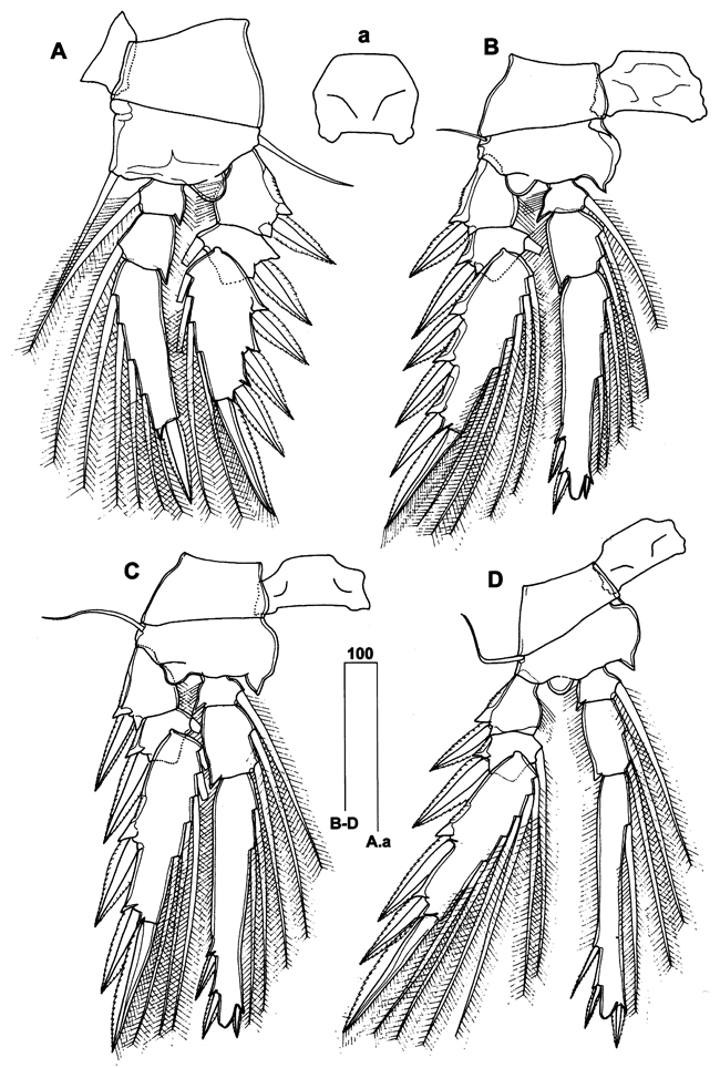 Espce Triconia pararedacta - Planche 3 de figures morphologiques