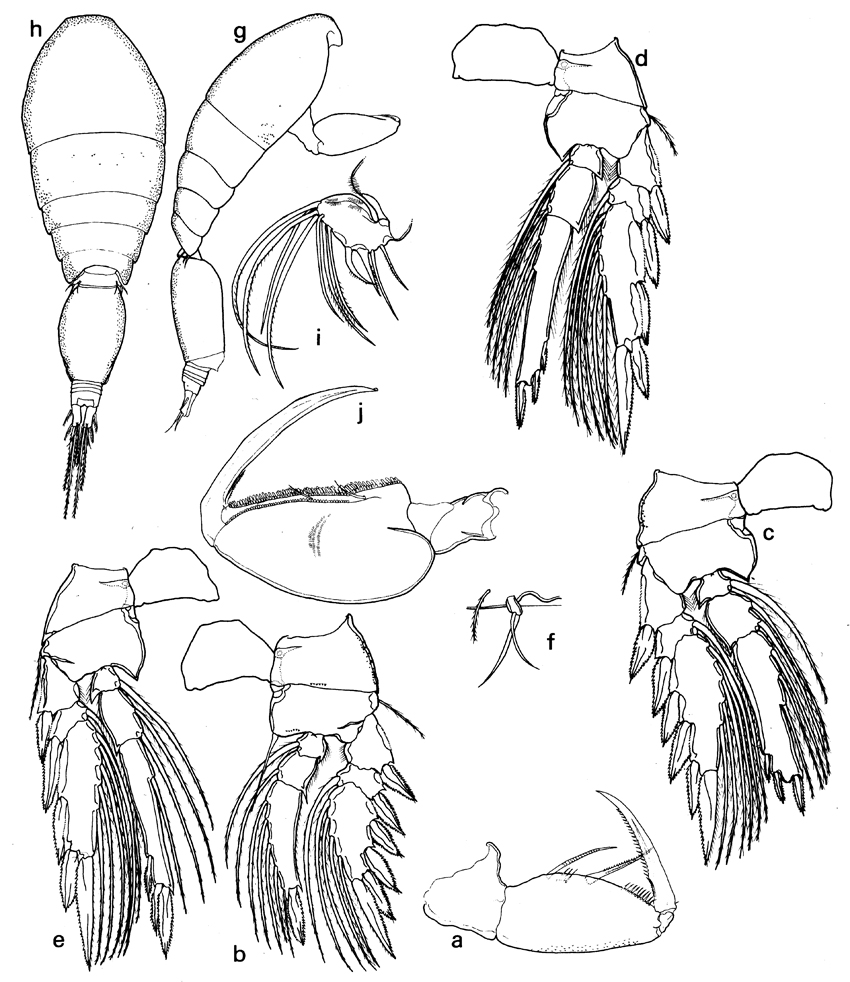 Espèce Oncaea venusta - Planche 34 de figures morphologiques