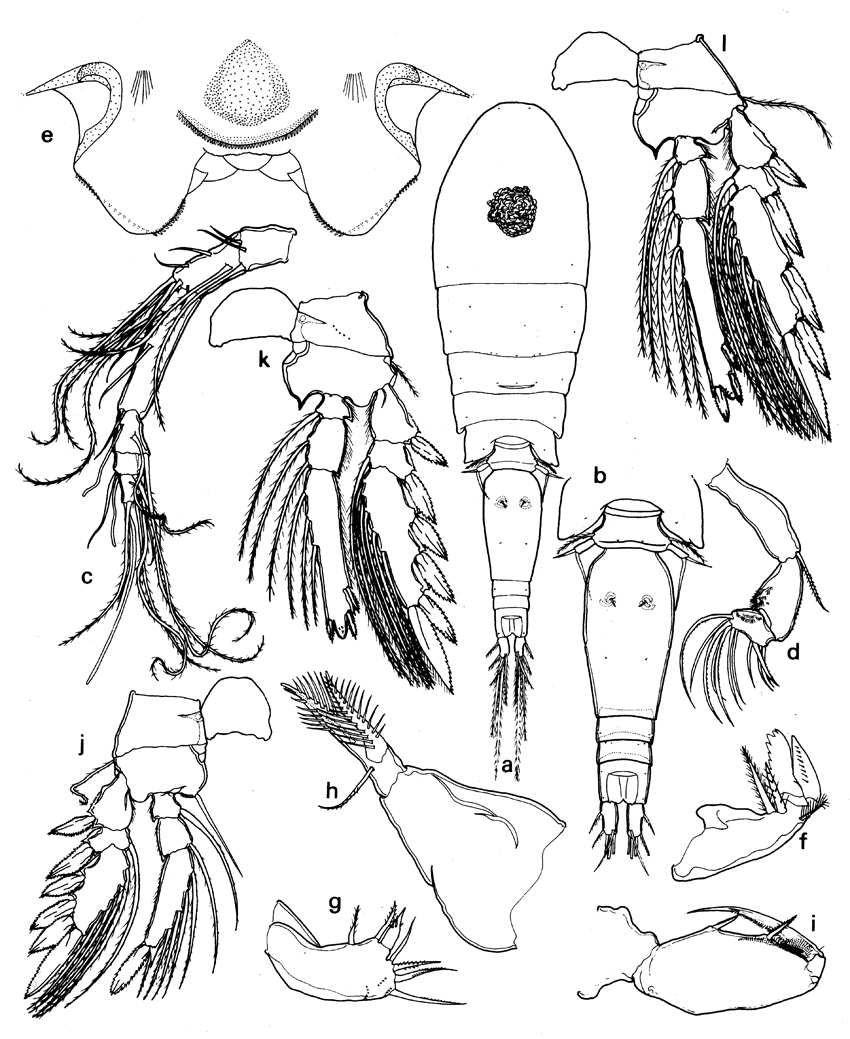 Species Triconia derivata - Plate 3 of morphological figures