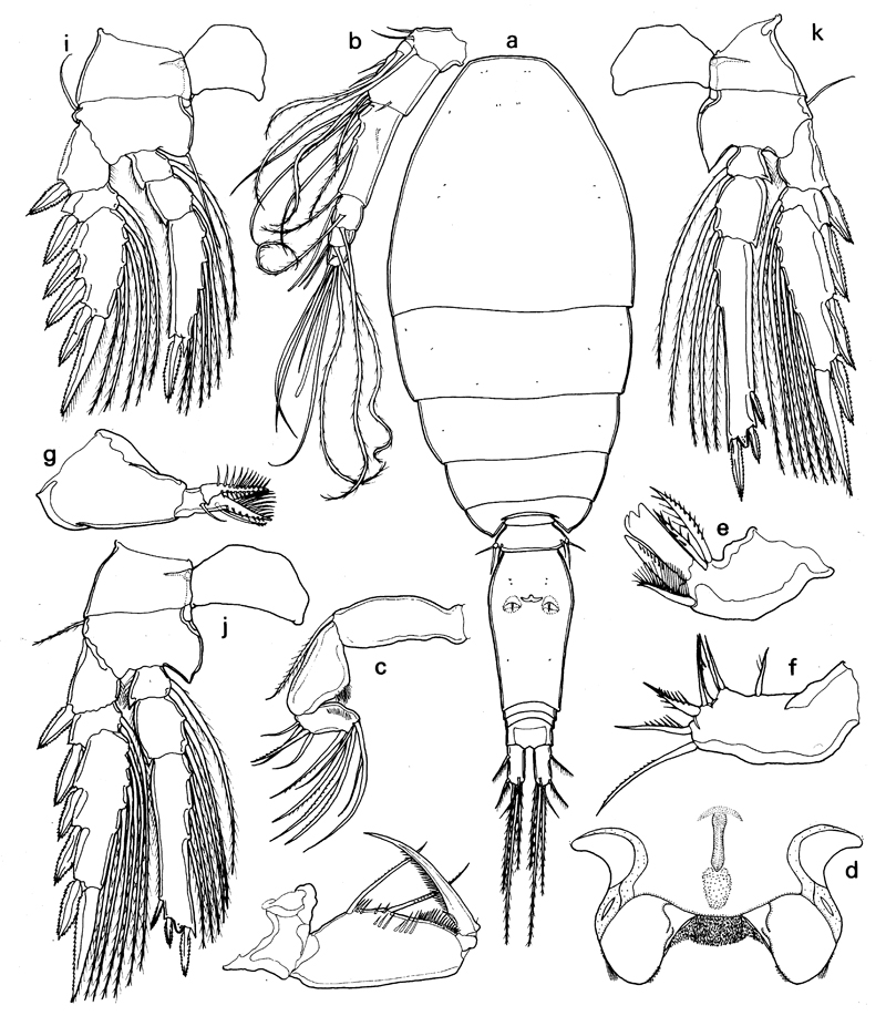Species Oncaea media - Plate 12 of morphological figures