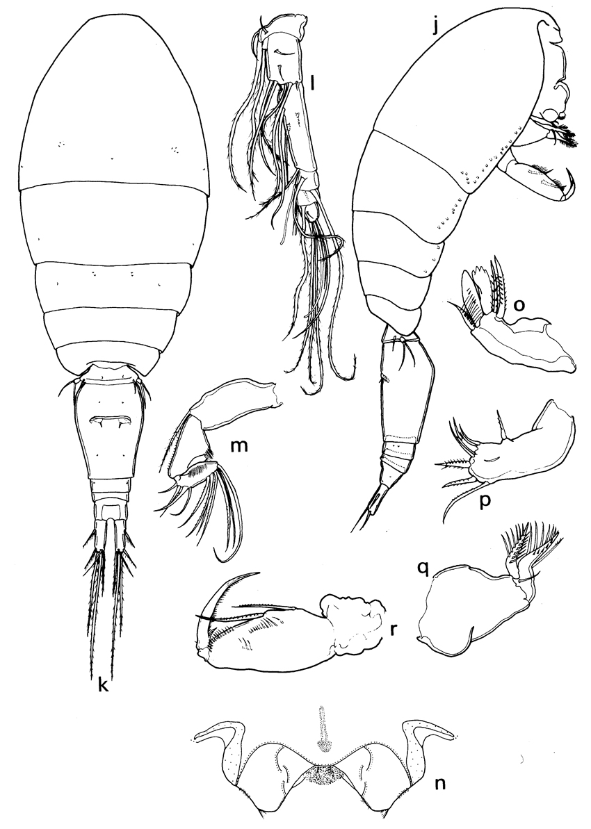 Espèce Oncaea scottodicarloi - Planche 3 de figures morphologiques