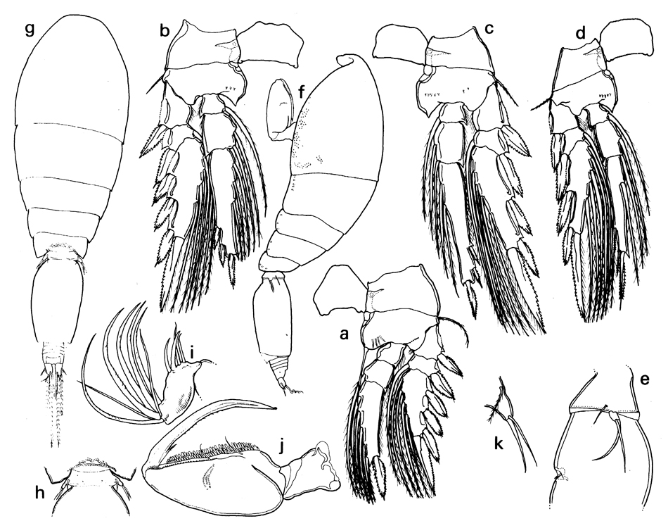 Species Oncaea scottodicarloi - Plate 4 of morphological figures