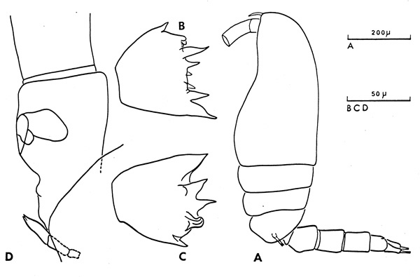 Espèce Clausocalanus furcatus - Planche 3 de figures morphologiques