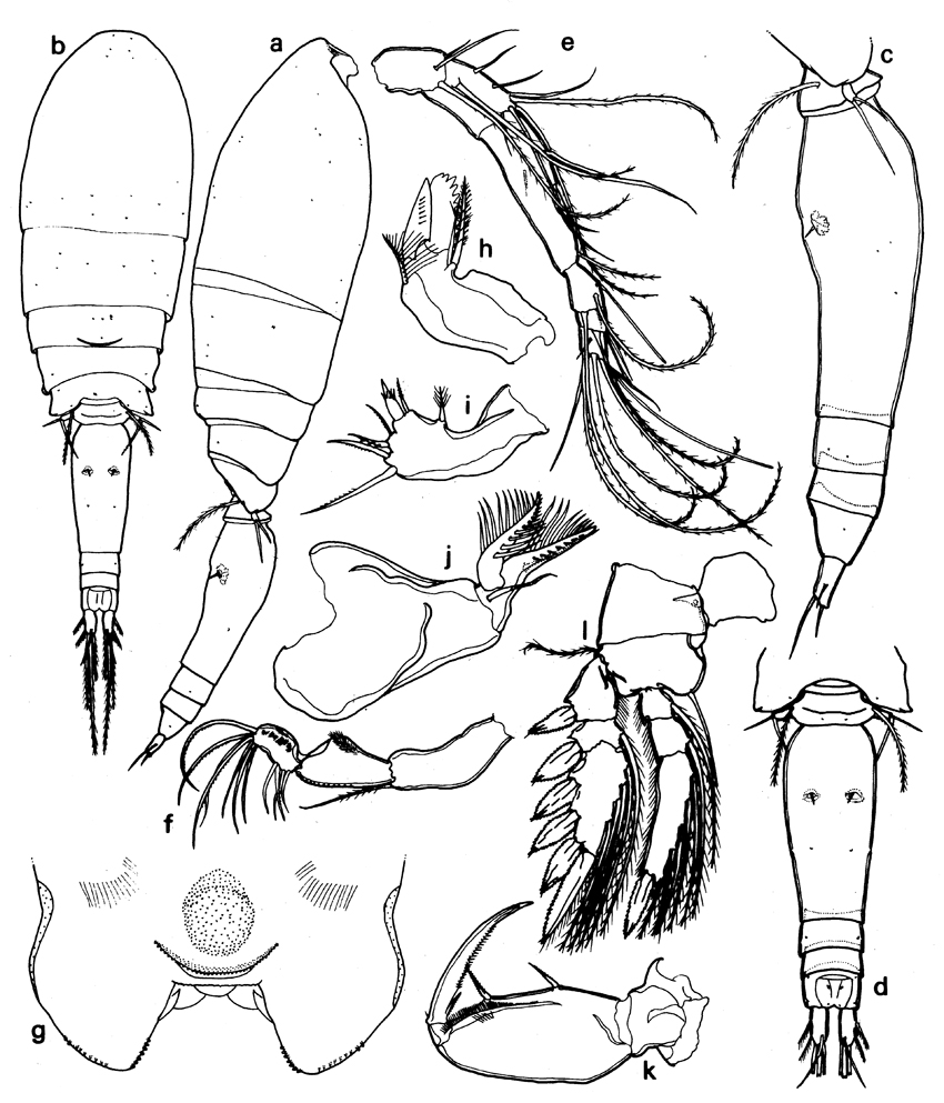 Espèce Triconia furcula - Planche 1 de figures morphologiques