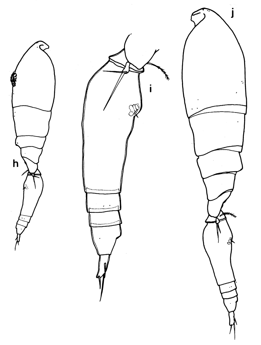 Species Triconia derivata - Plate 5 of morphological figures