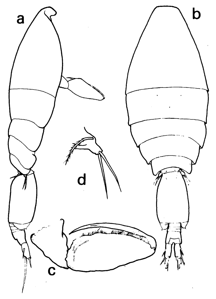 Espèce Oncaea curvata - Planche 5 de figures morphologiques