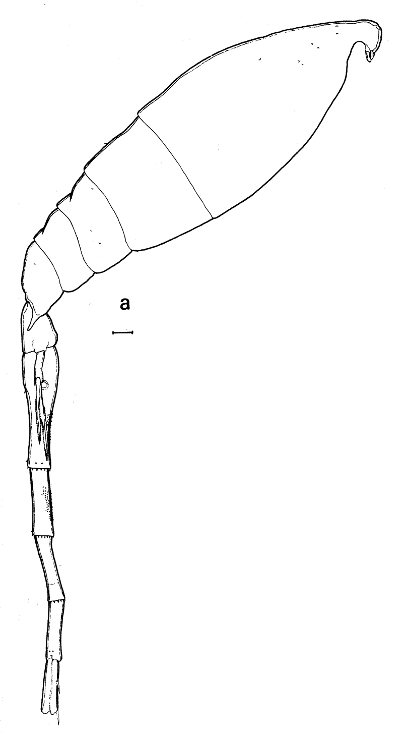 Species Lubbockia aculeata - Plate 11 of morphological figures