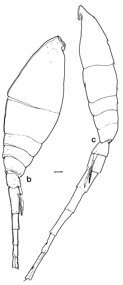 Espèce Lubbockia squillimana - Planche 6 de figures morphologiques