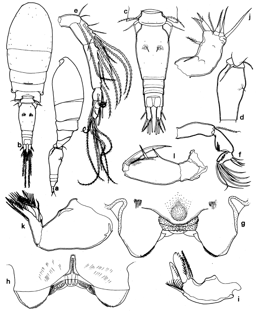Espèce Triconia conifera - Planche 28 de figures morphologiques