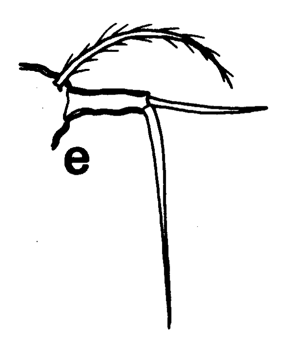 Espèce Triconia conifera - Planche 31 de figures morphologiques