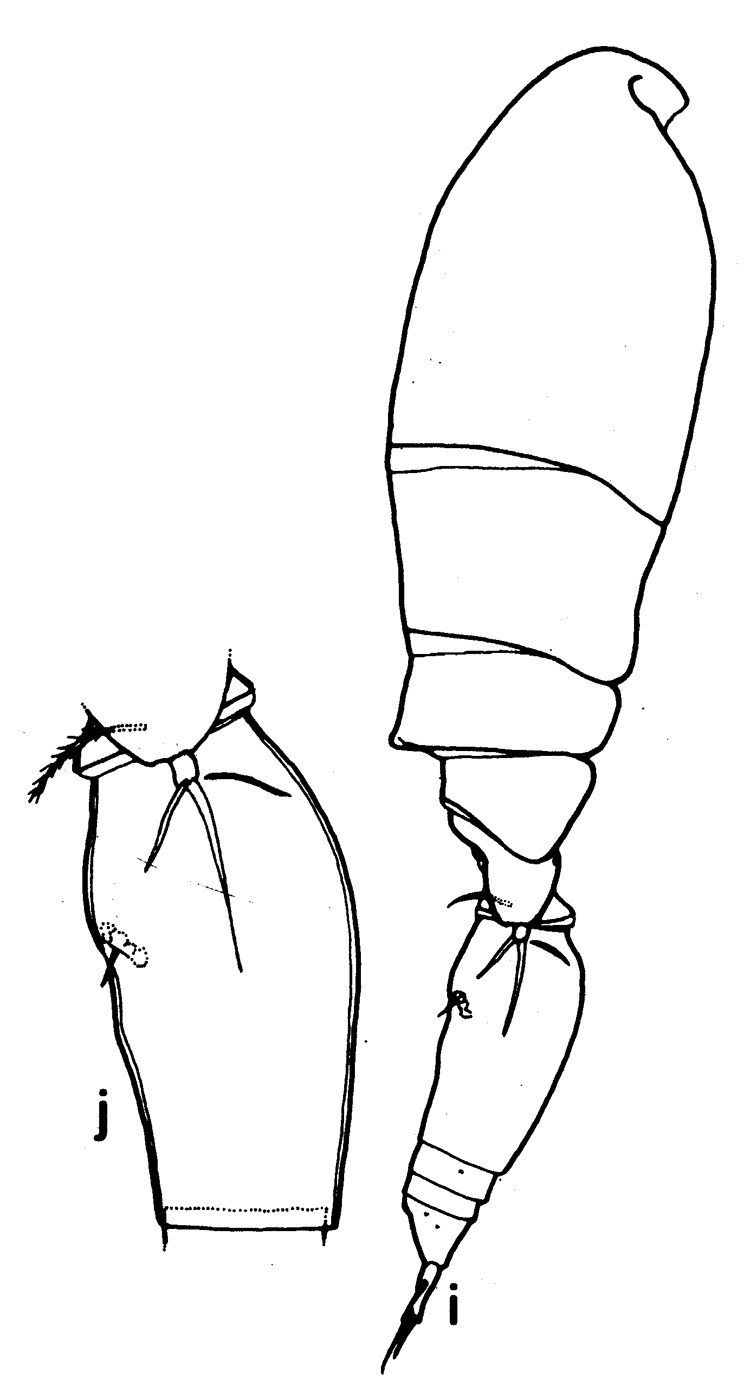 Espèce Triconia quadrata - Planche 1 de figures morphologiques