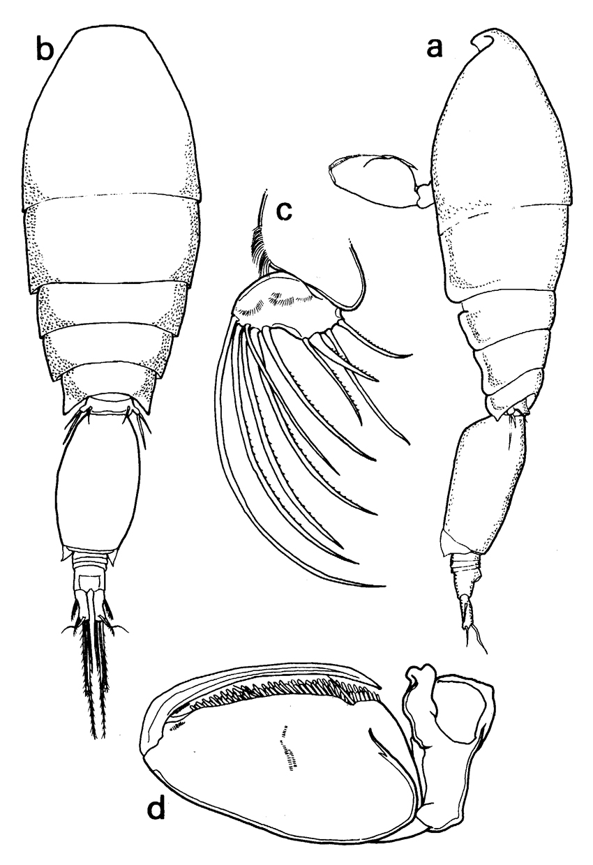 Species Oncaea mediterranea - Plate 24 of morphological figures