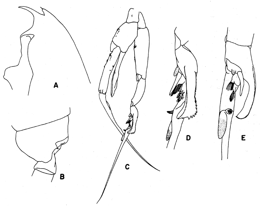 Espèce Euchaeta marina - Planche 42 de figures morphologiques