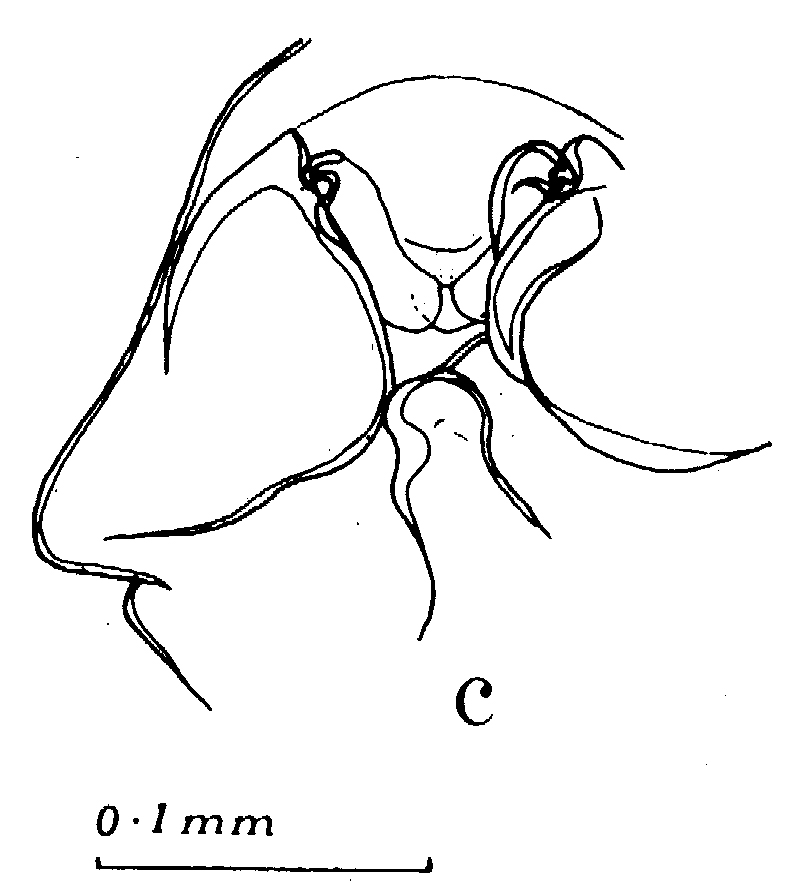 Espce Euchaeta marinella - Planche 4 de figures morphologiques