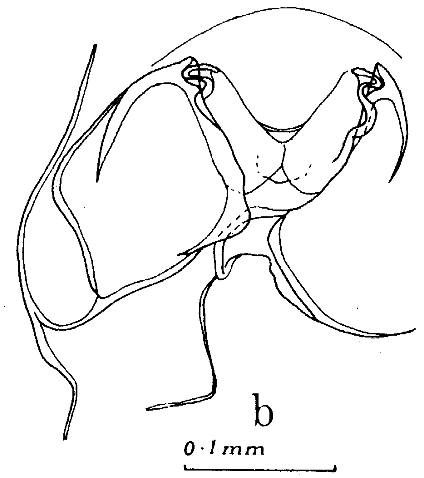 Species Euchaeta rimana - Plate 19 of morphological figures