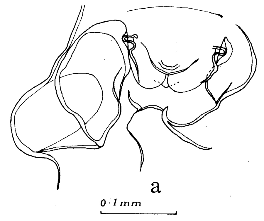 Espèce Euchaeta marina - Planche 43 de figures morphologiques