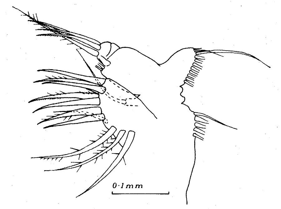 Espèce Euchaeta marina - Planche 45 de figures morphologiques