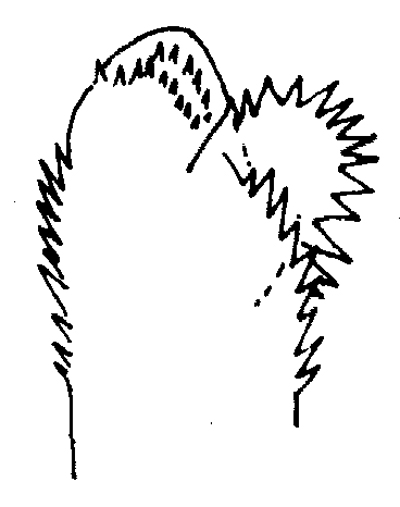 Espce Euchaeta indica - Planche 14 de figures morphologiques