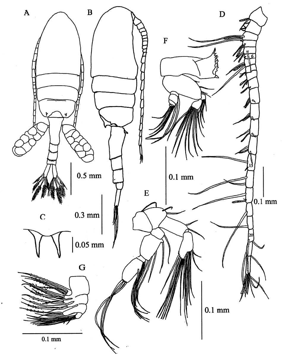 Species Pseudodiaptomus siamensis - Plate 1 of morphological figures