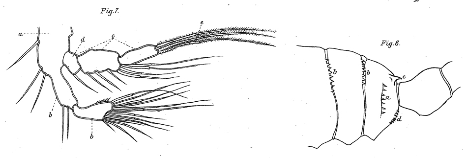 Species Pseudodiaptomus poppei - Plate 1 of morphological figures