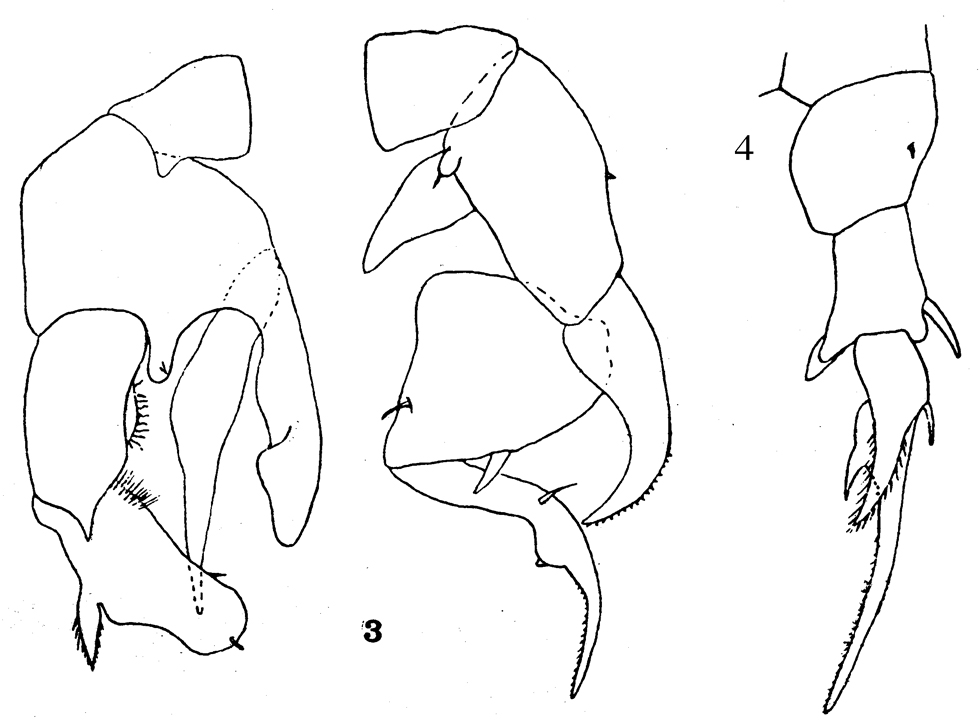 Species Pseudodiaptomus smithi - Plate 2 of morphological figures