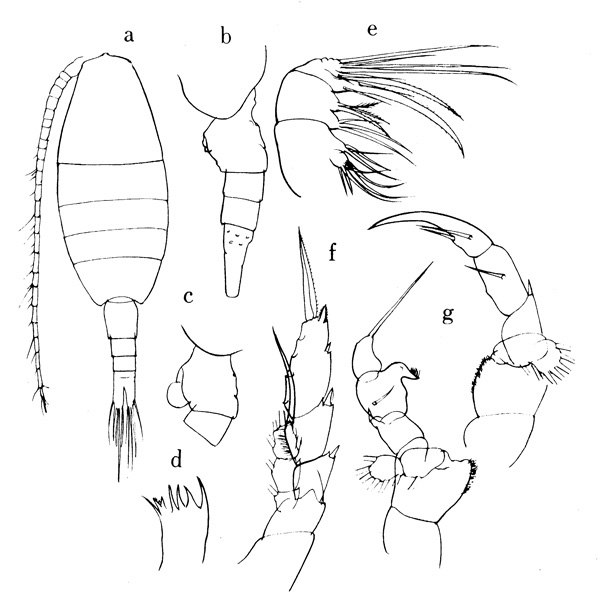 Espce Mesorhabdus brevicaudatus - Planche 4 de figures morphologiques
