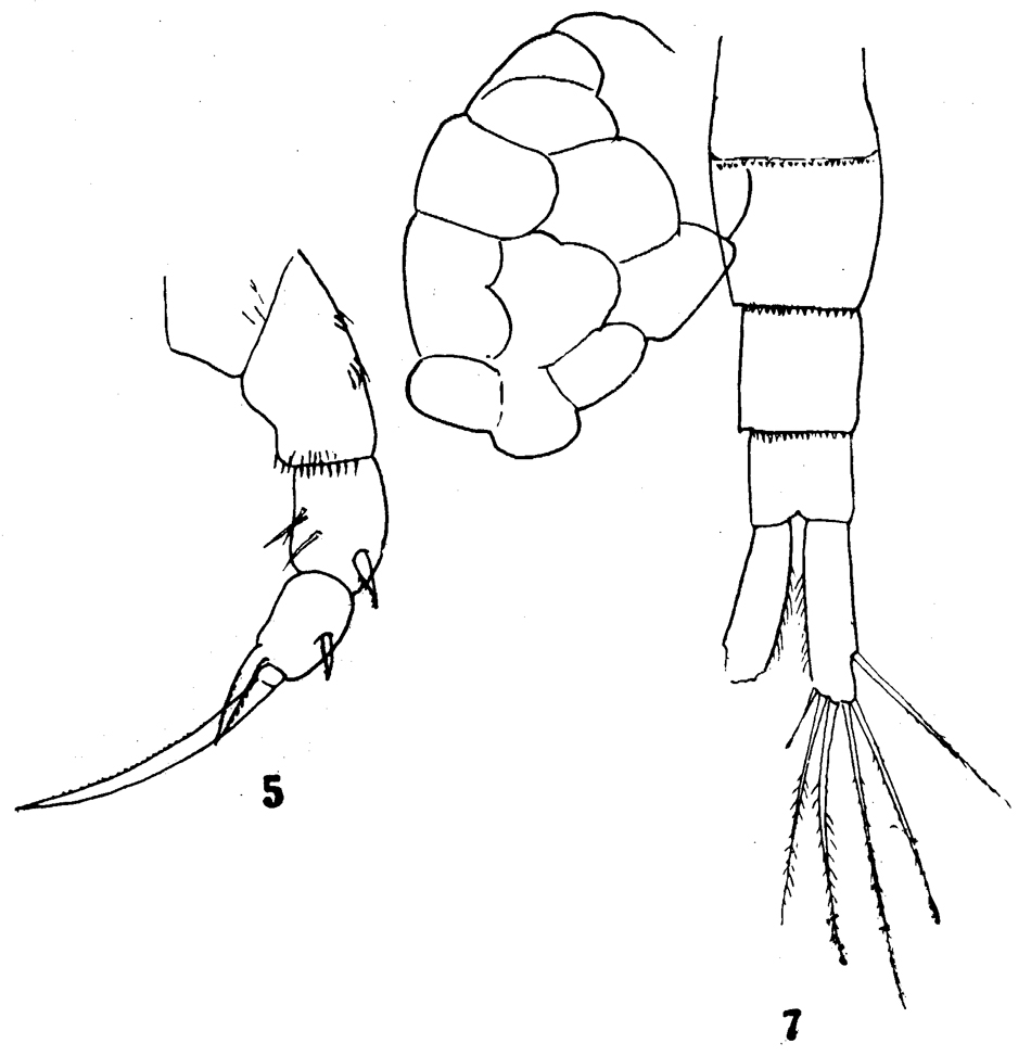 Espce Pseudodiaptomus forbesi - Planche 1 de figures morphologiques