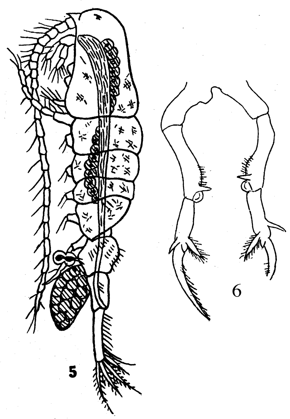 Species Pseudodiaptomus pelagicus - Plate 7 of morphological figures