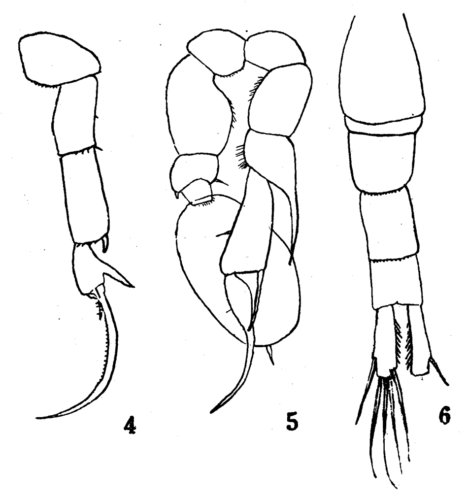 Species Pseudodiaptomus gracilis - Plate 4 of morphological figures