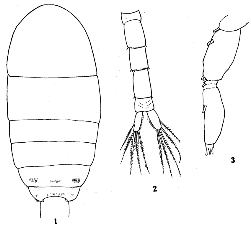 Species Pseudodiaptomus culebrensis - Plate 5 of morphological figures