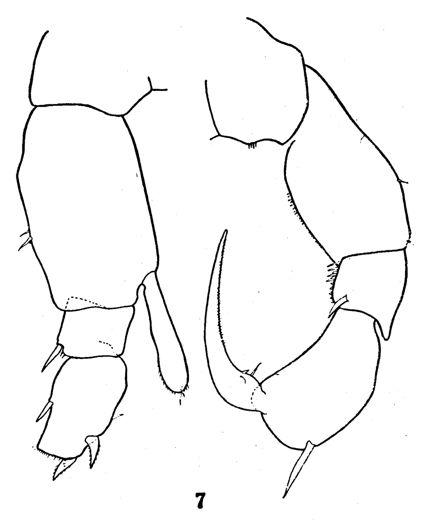 Espèce Pseudodiaptomus cristobalensis - Planche 3 de figures morphologiques