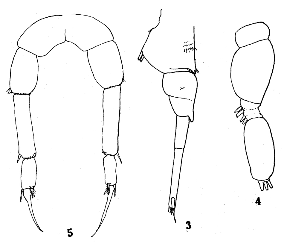 Species Pseudodiaptomus pelagicus - Plate 10 of morphological figures