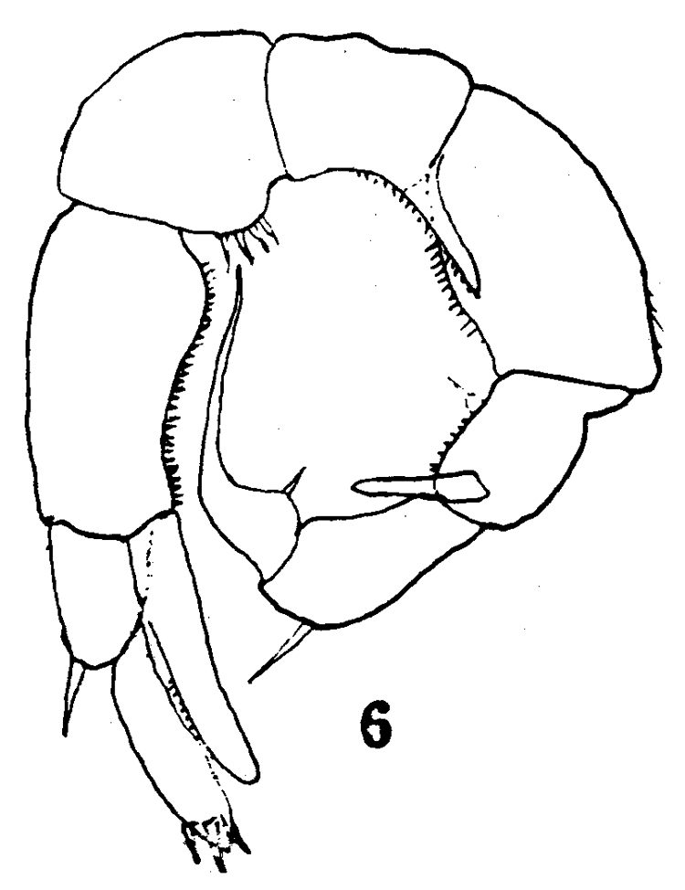Species Pseudodiaptomus pelagicus - Plate 9 of morphological figures
