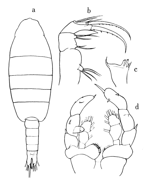 Espèce Heterostylites major - Planche 5 de figures morphologiques