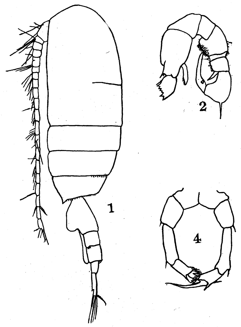Species Pseudodiaptomus acutus - Plate 7 of morphological figures