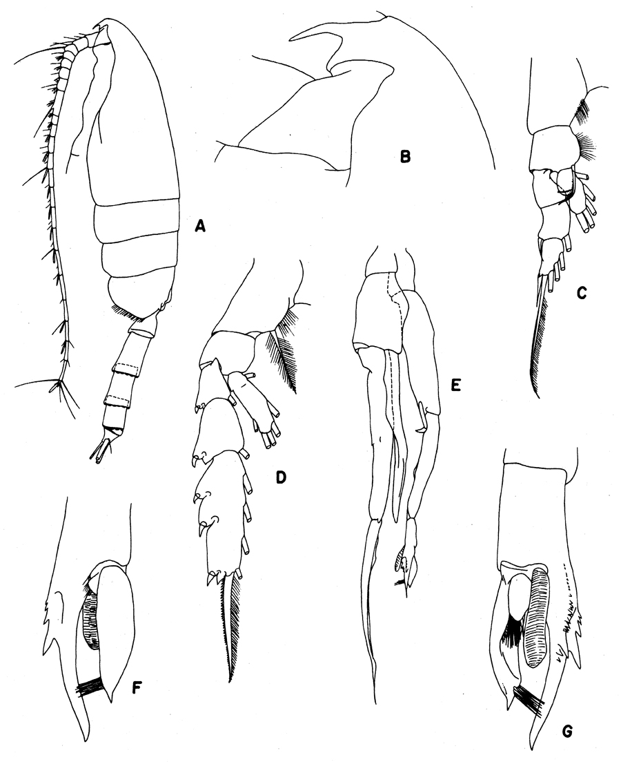 Species Paraeuchaeta biloba - Plate 19 of morphological figures