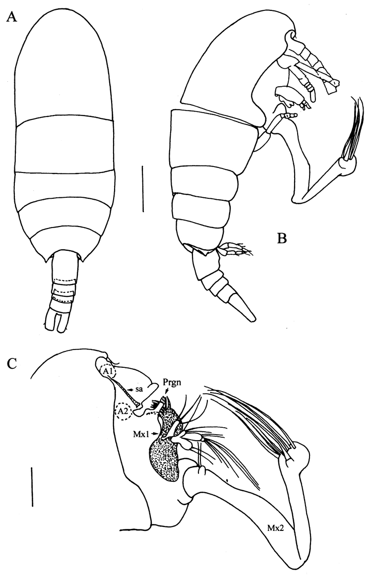 Species Frankferrarius admirabilis - Plate 1 of morphological figures