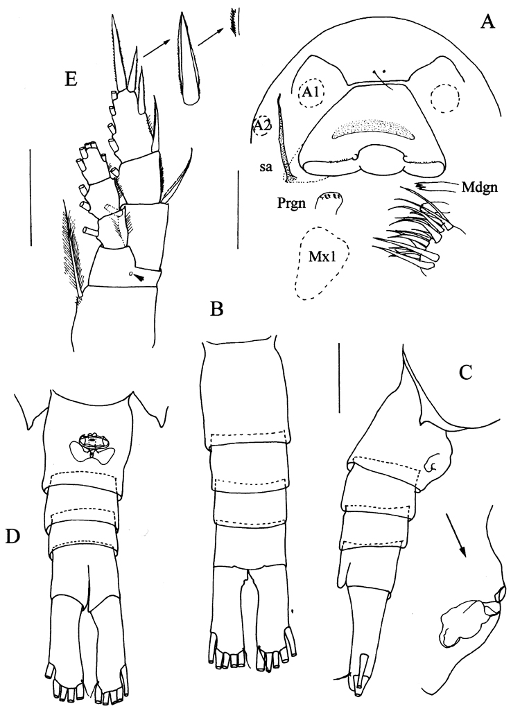 Espce Frankferrarius admirabilis - Planche 2 de figures morphologiques