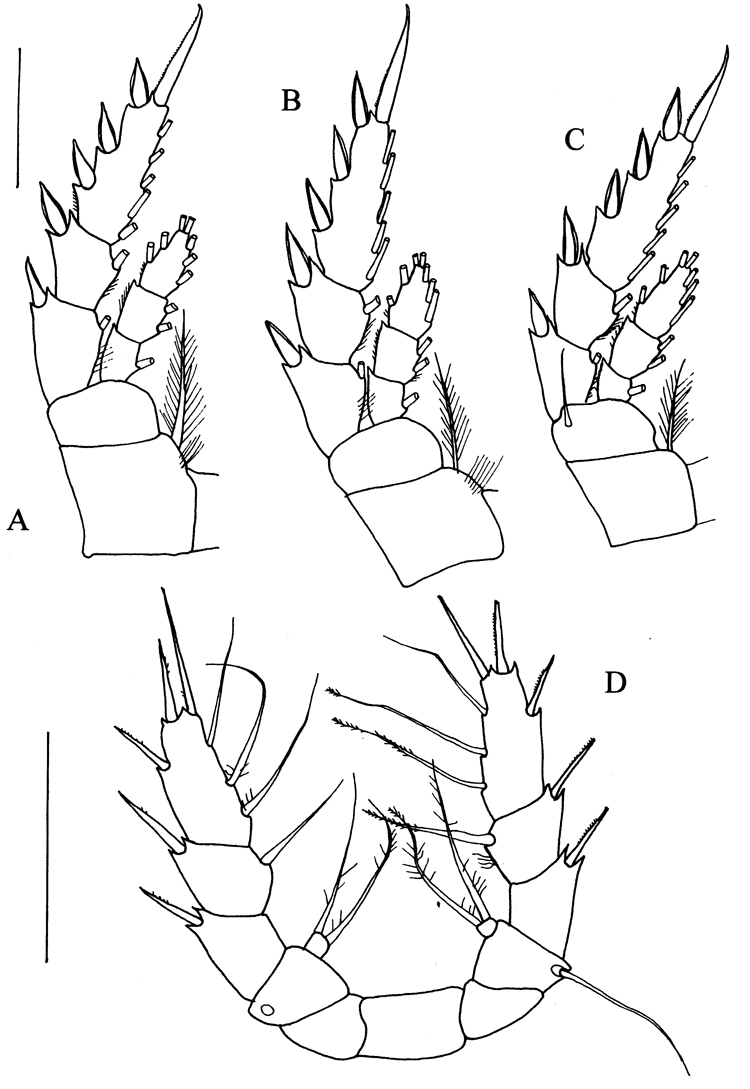 Espce Frankferrarius admirabilis - Planche 5 de figures morphologiques