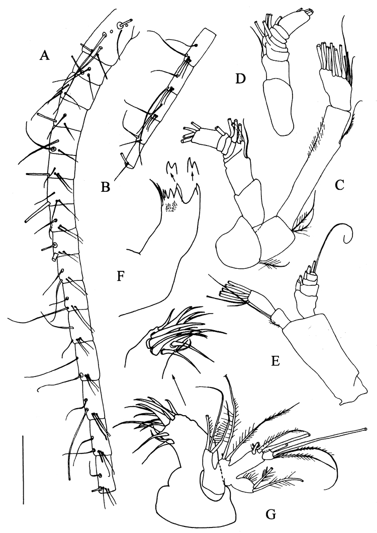 Espce Frankferrarius admirabilis - Planche 3 de figures morphologiques