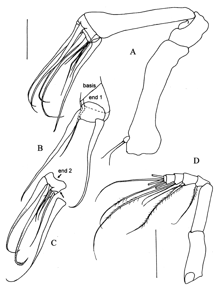 Espce Frankferrarius admirabilis - Planche 4 de figures morphologiques