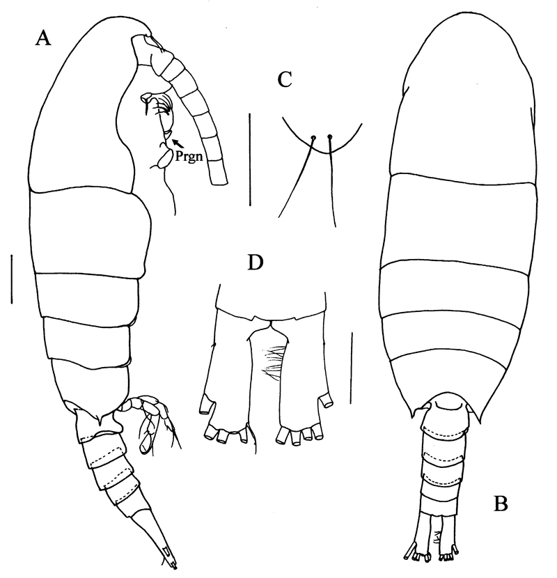 Espce Frankferrarius admirabilis - Planche 6 de figures morphologiques