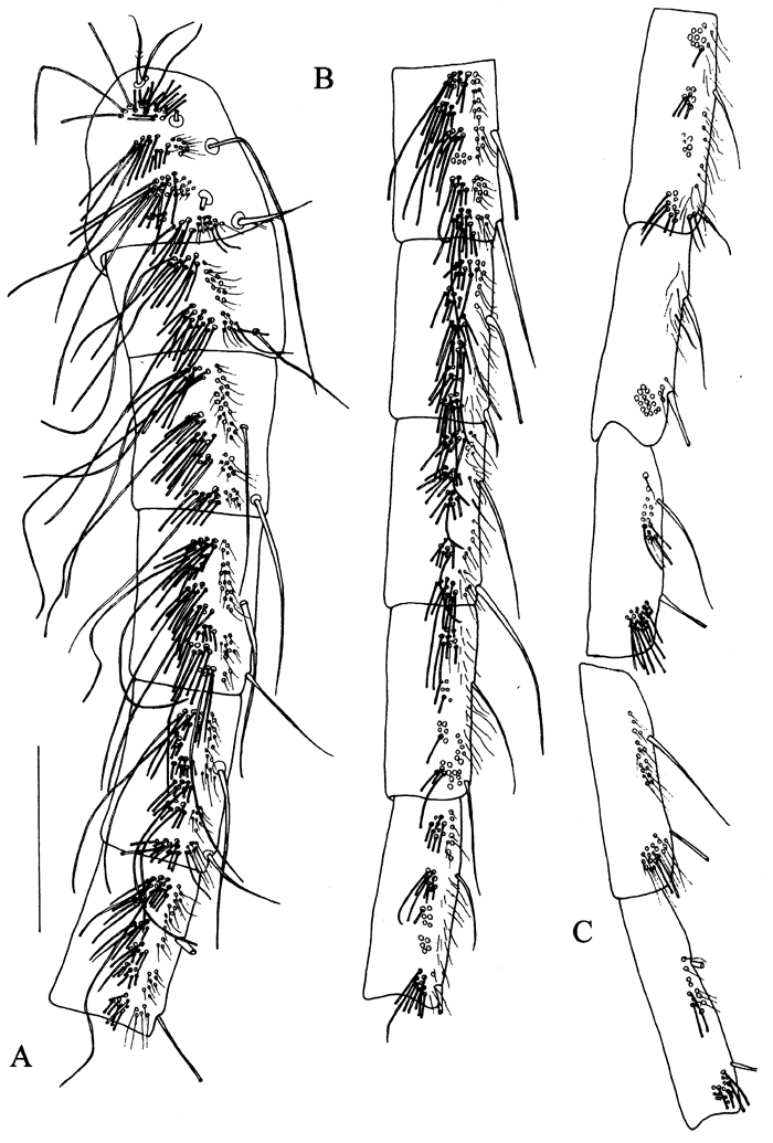 Espce Frankferrarius admirabilis - Planche 7 de figures morphologiques