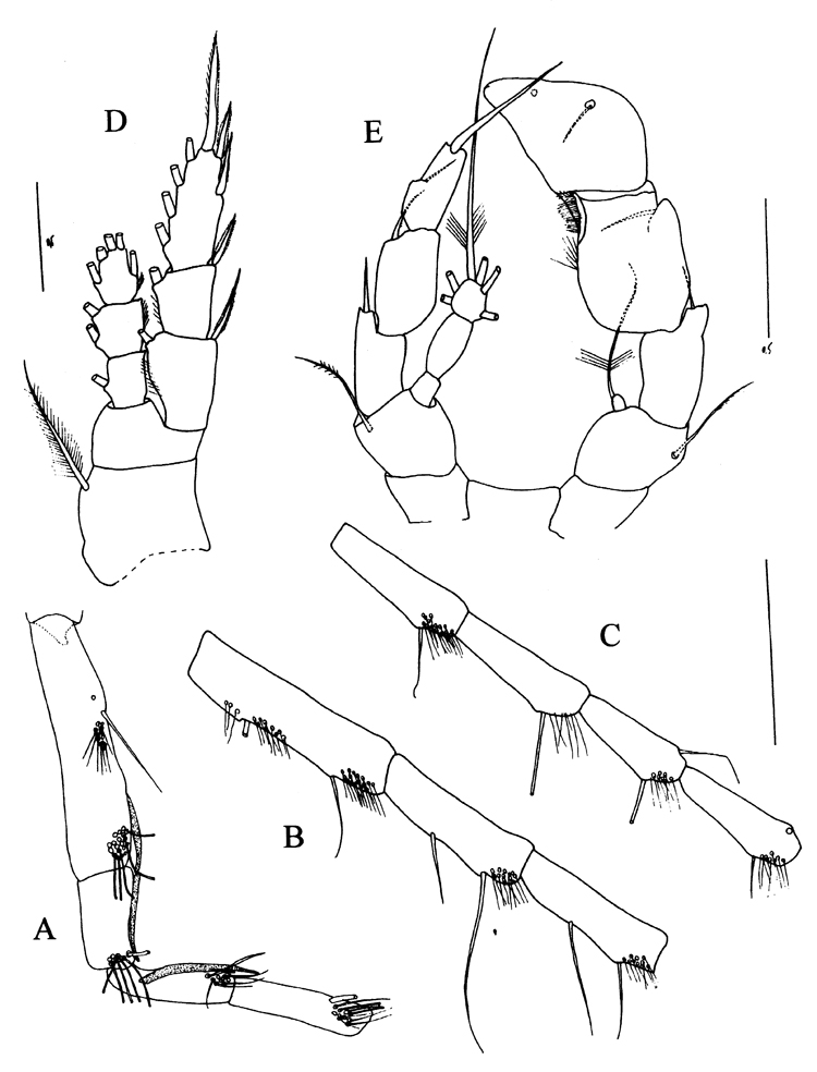 Espce Frankferrarius admirabilis - Planche 8 de figures morphologiques
