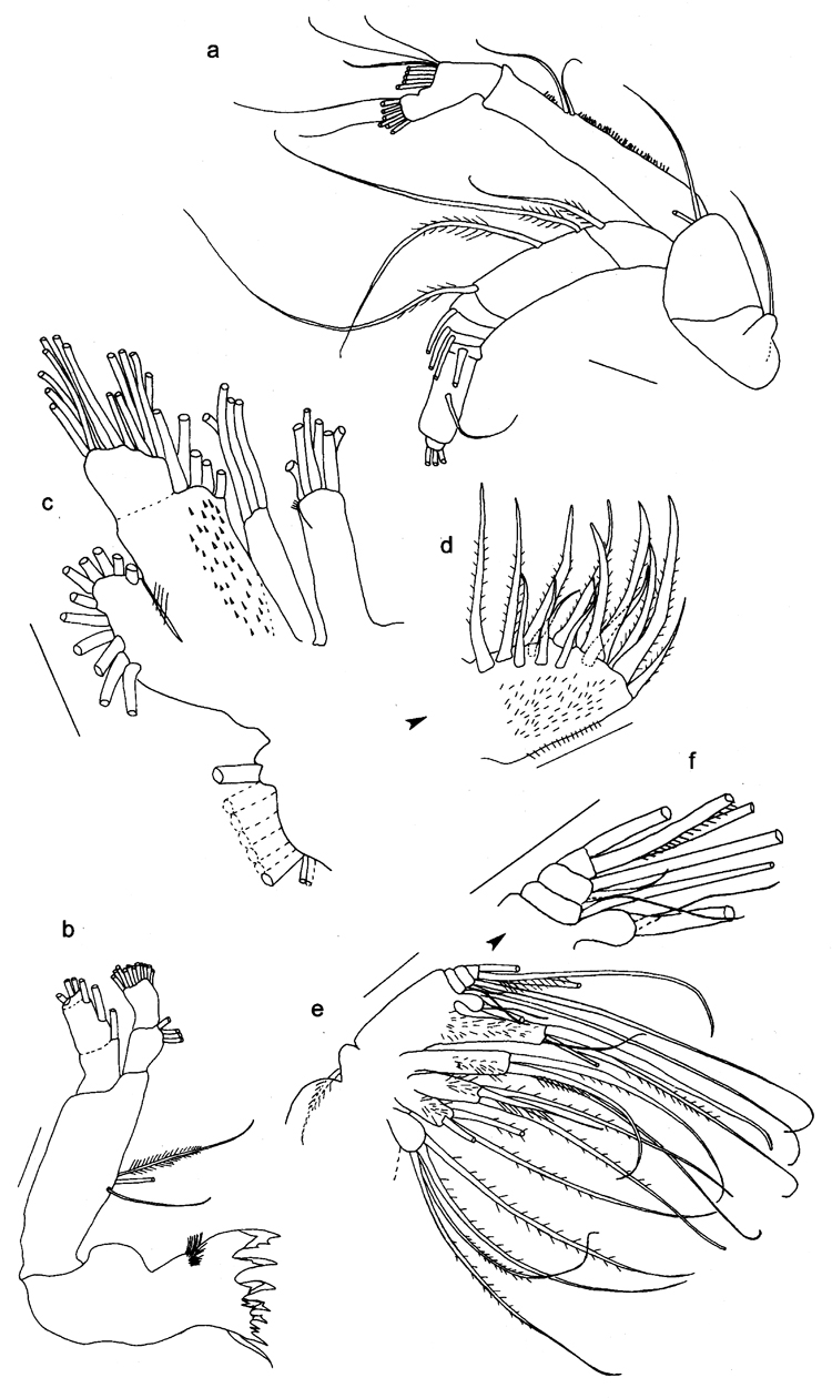 Espèce Ryocalanus  brasilianus - Planche 2 de figures morphologiques