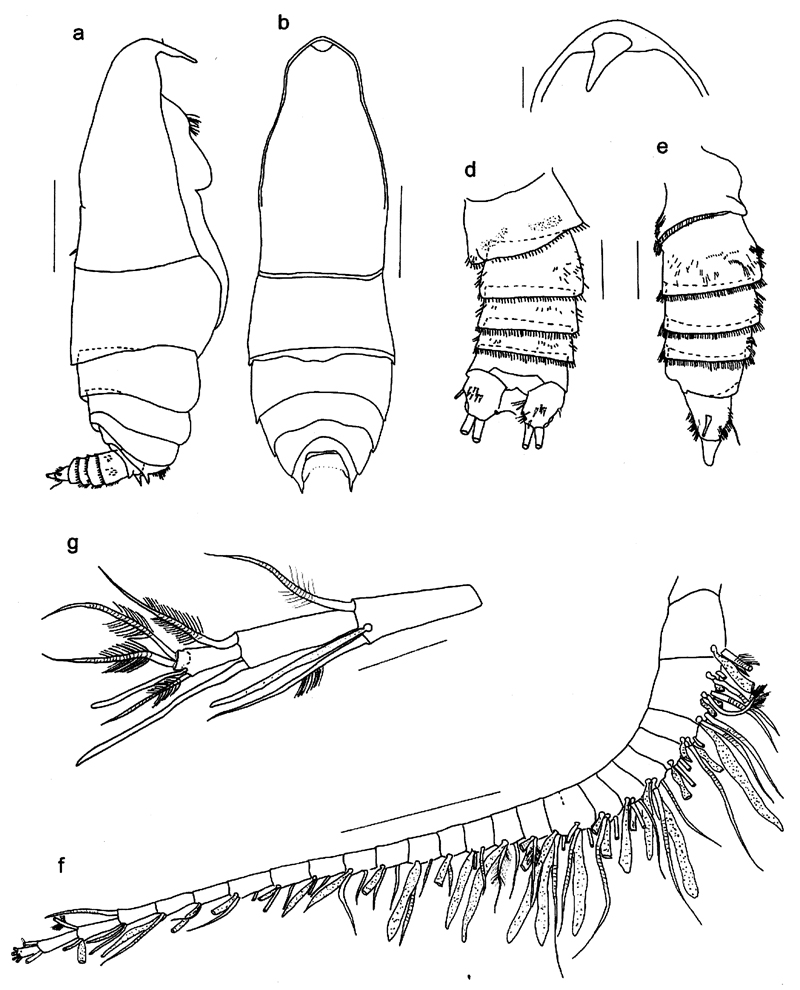 Espce Ryocalanus  brasilianus - Planche 4 de figures morphologiques