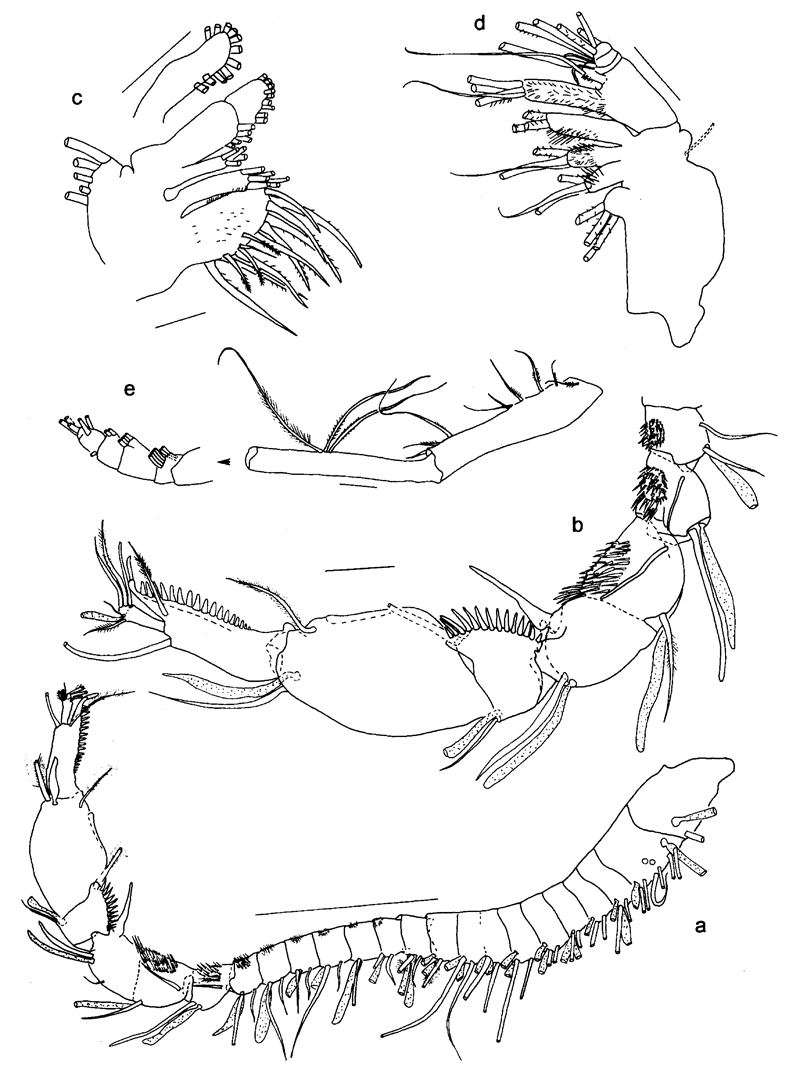 Espèce Ryocalanus  brasilianus - Planche 5 de figures morphologiques