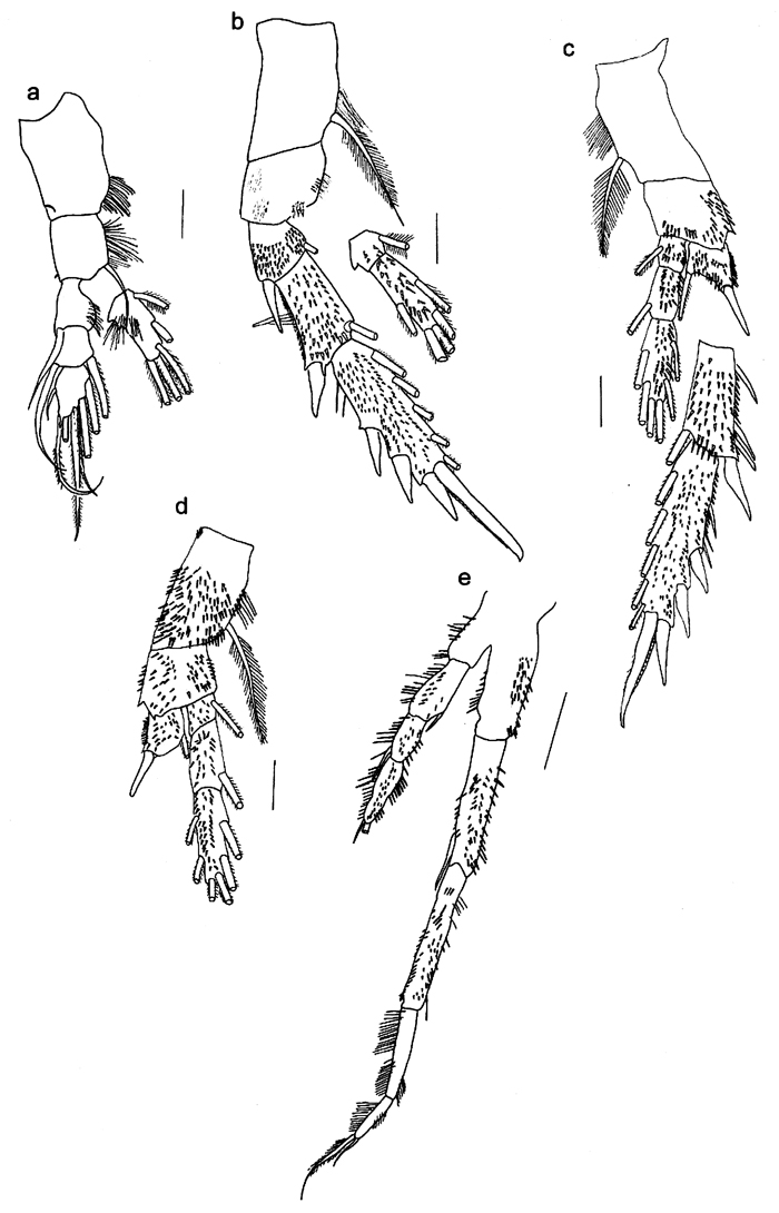Espèce Ryocalanus  brasilianus - Planche 6 de figures morphologiques