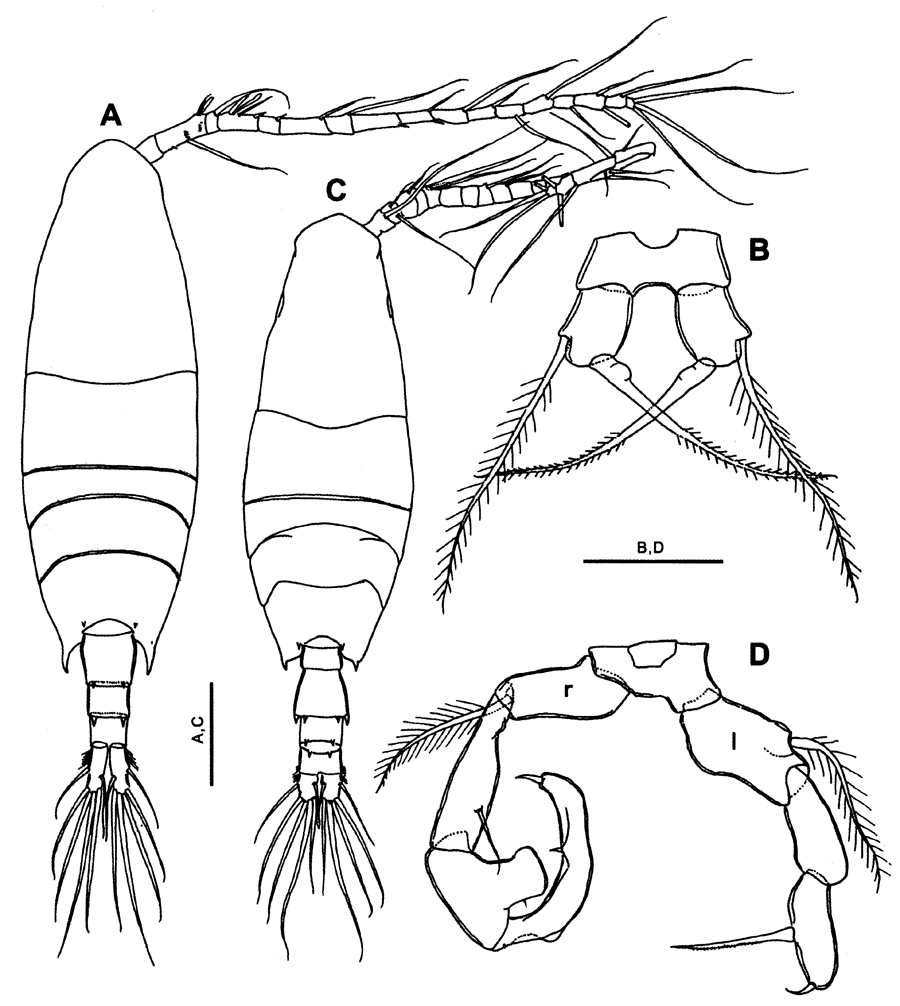 Espèce Acartia (Odontacartia) ohtsukai - Planche 5 de figures morphologiques