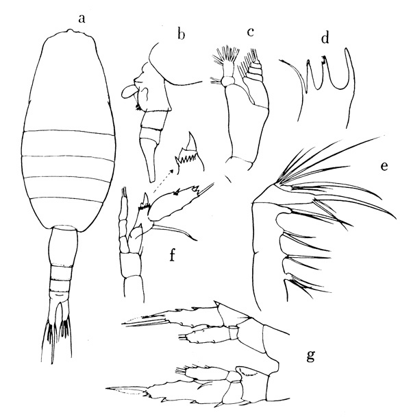 Espèce Heterostylites longicornis - Planche 4 de figures morphologiques